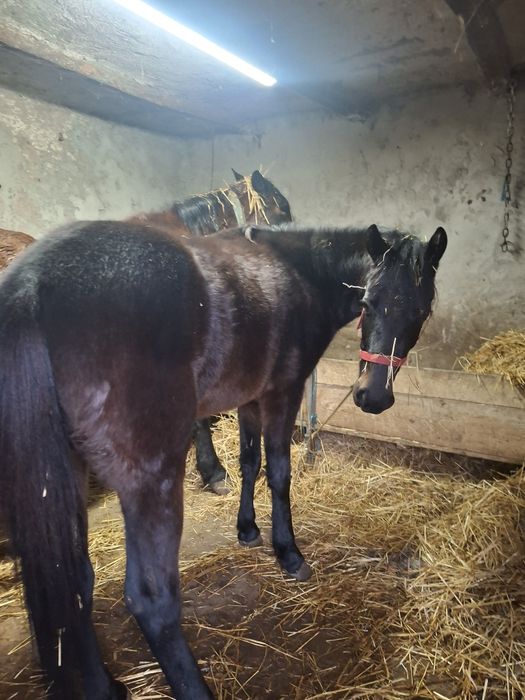 Mânză de 1an si 2luni