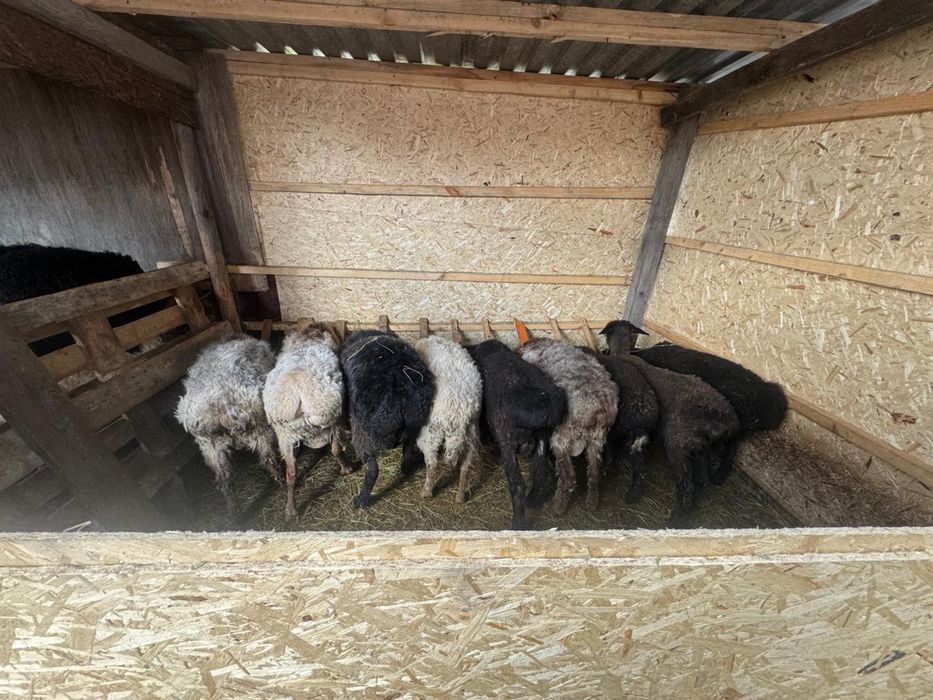 Продам баранов домашние