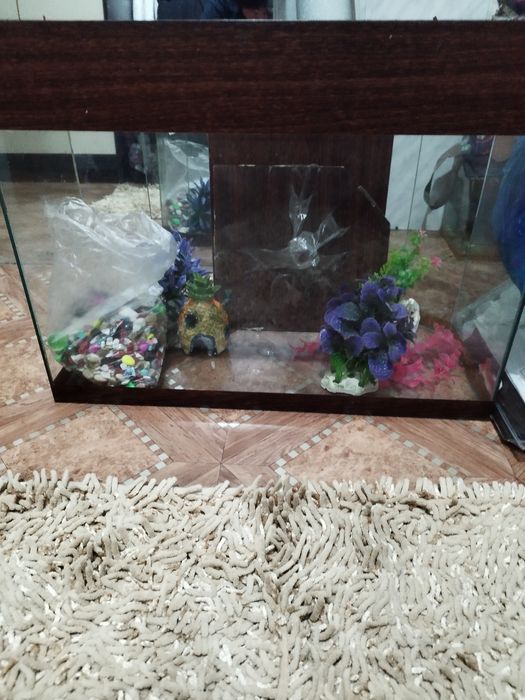 Аквариуму разные