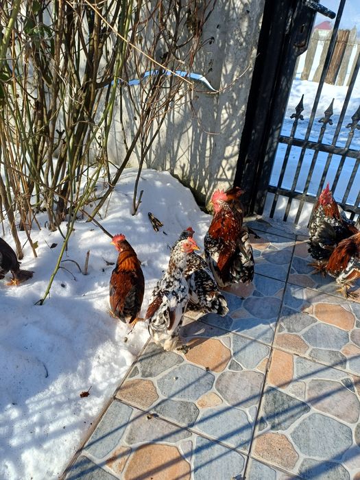 Gaini pitice romanesti