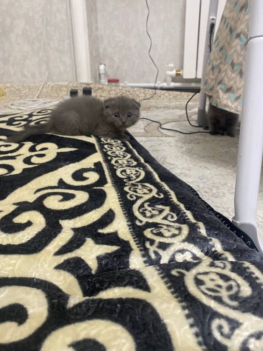 Paroda scotish fold strath