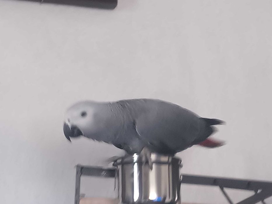 Gri de Gabon Papagal
