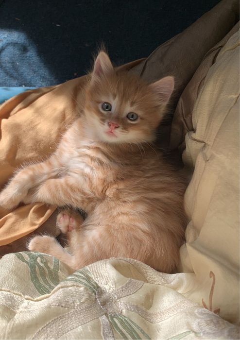 Рыженький котенок