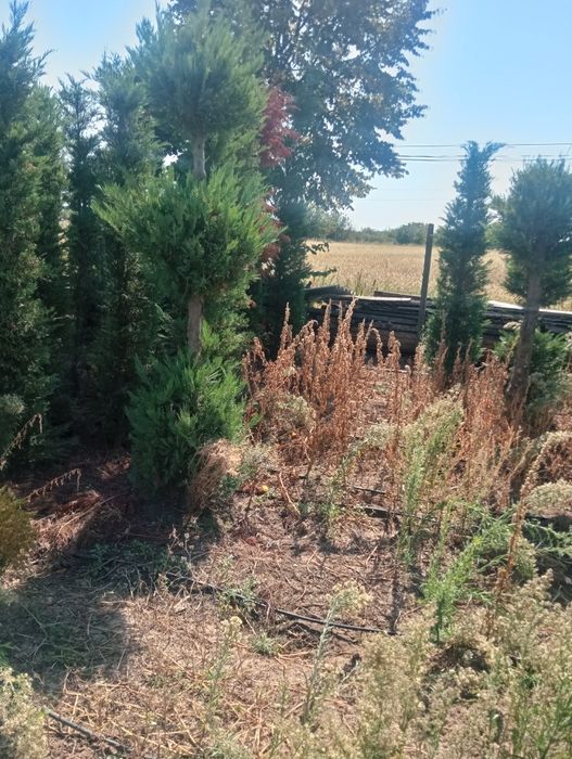 Rilaiding plantat