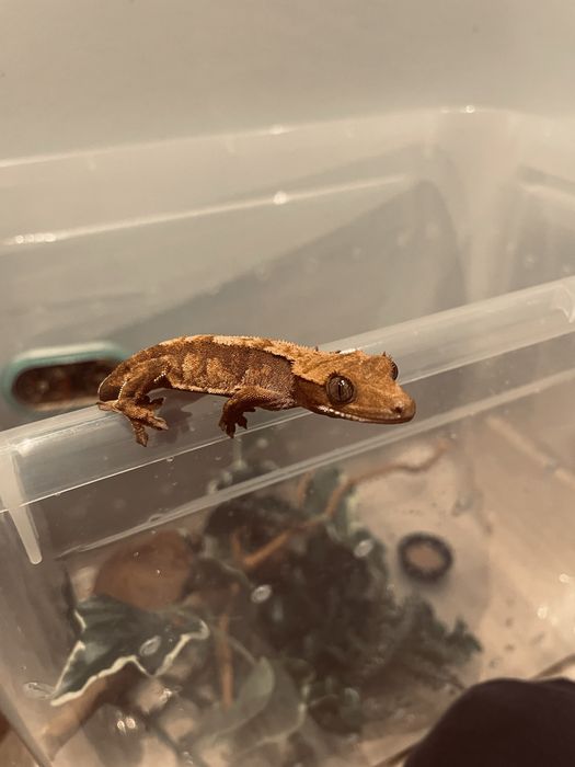soparla gecko crested 7 luni