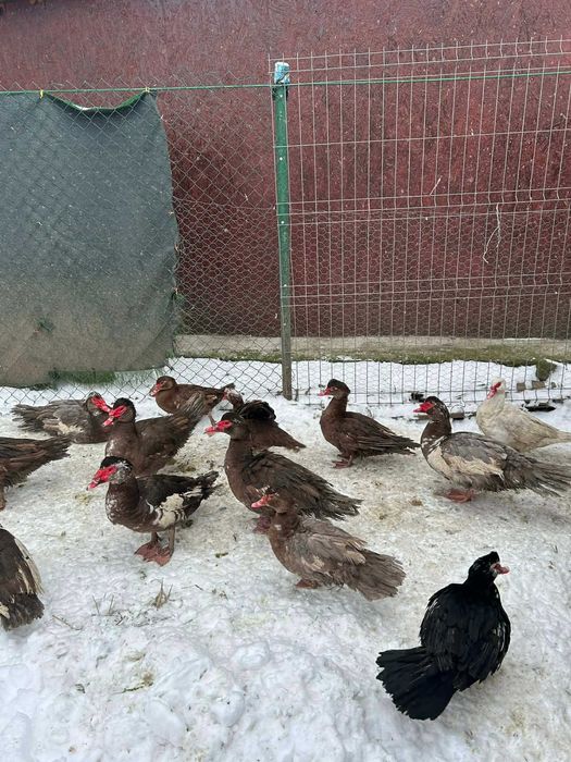 Oua de bibilica , rata muta si rata romaneasca