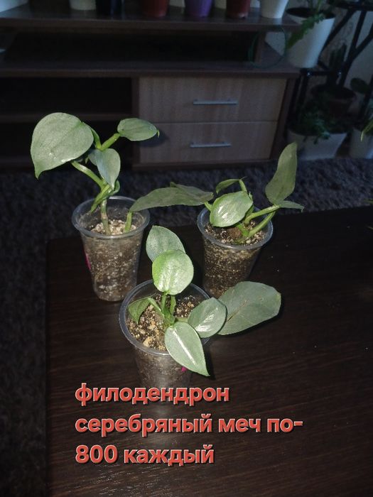Комнатные цветы, в наличи