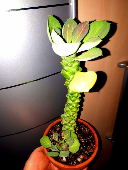 Монадениум Суккуленты  Комнатные цветы