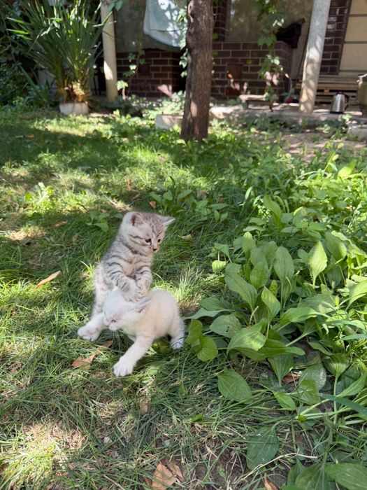 Продаются котята!!!
