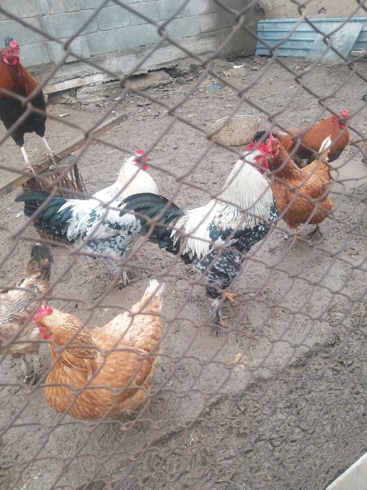 продаётся молодые петушки