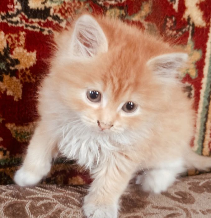 Котенок девочка рыжуля