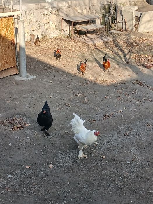 Япон товуклар сотилади