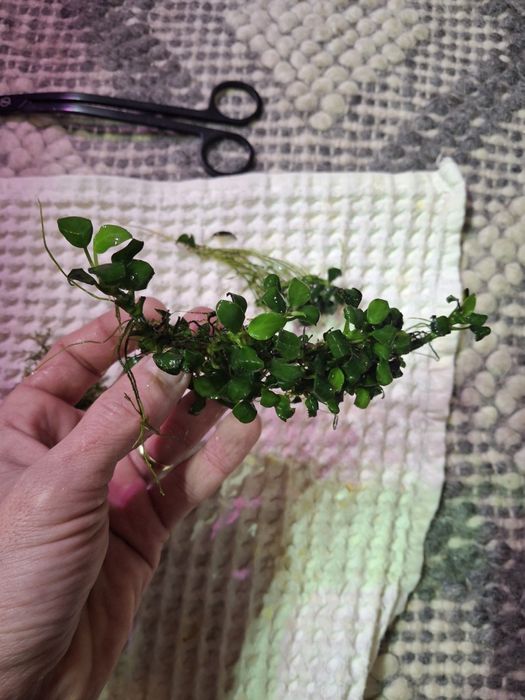 Plante și pesti acvariu