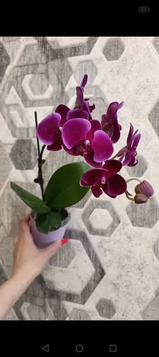 Орхидея! Орхидея!