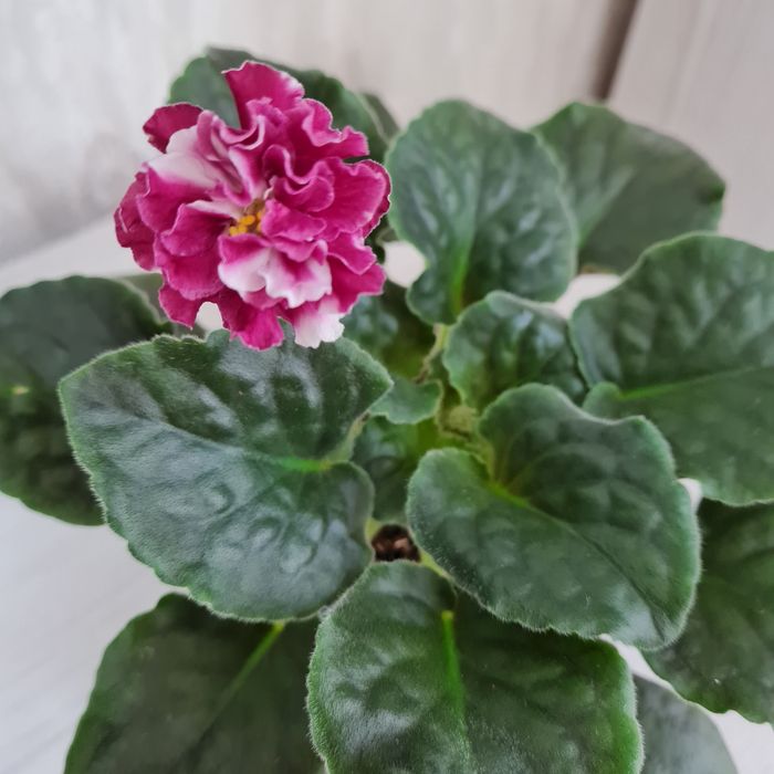 Продам взрослые сортовые фиалки