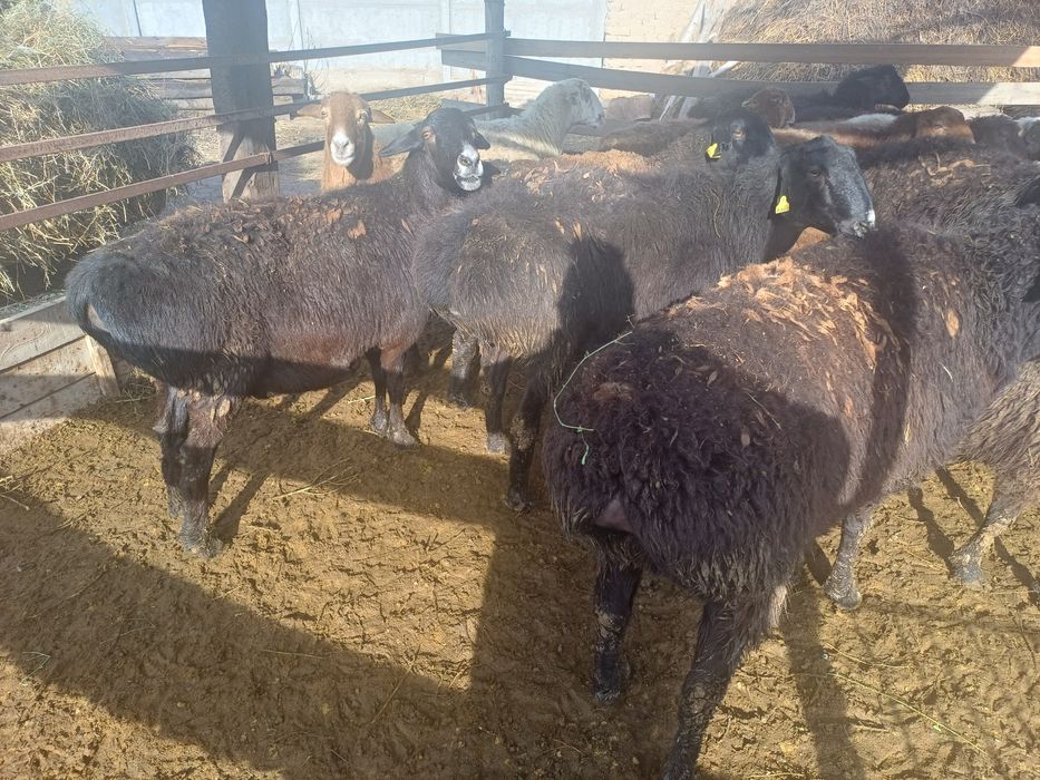 Семіз қысыр саулықтар сатылады.