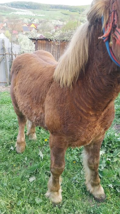 Vând sau schimb manz ardenez