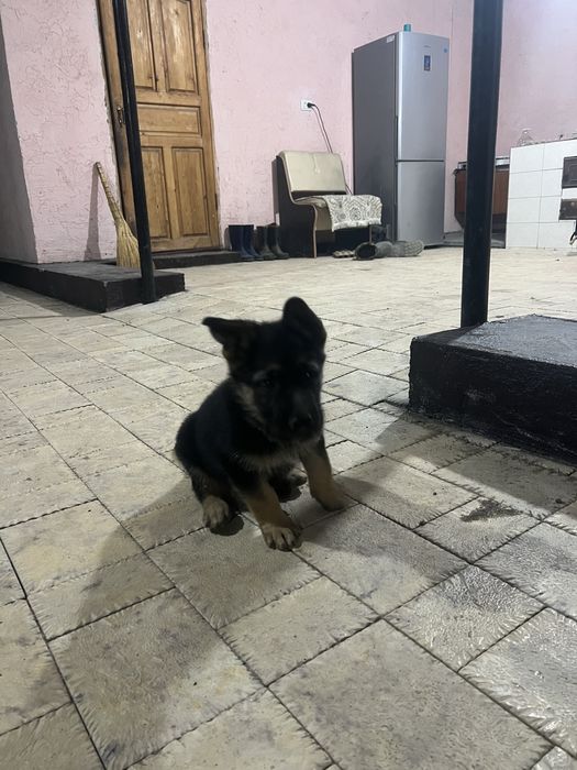 Продается немецц