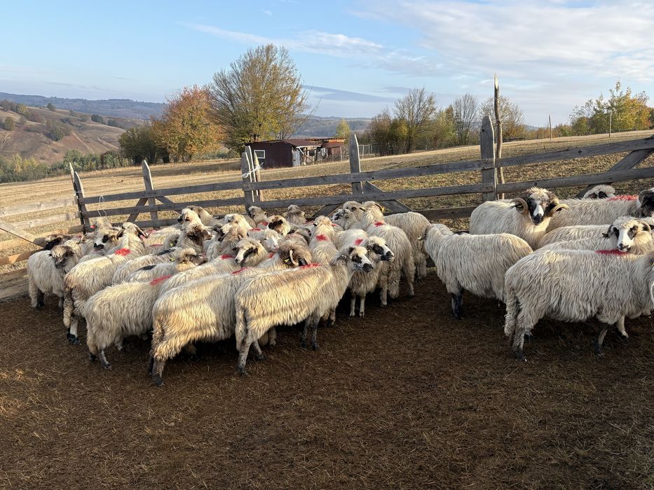 Vand 37 de oi si un berbec