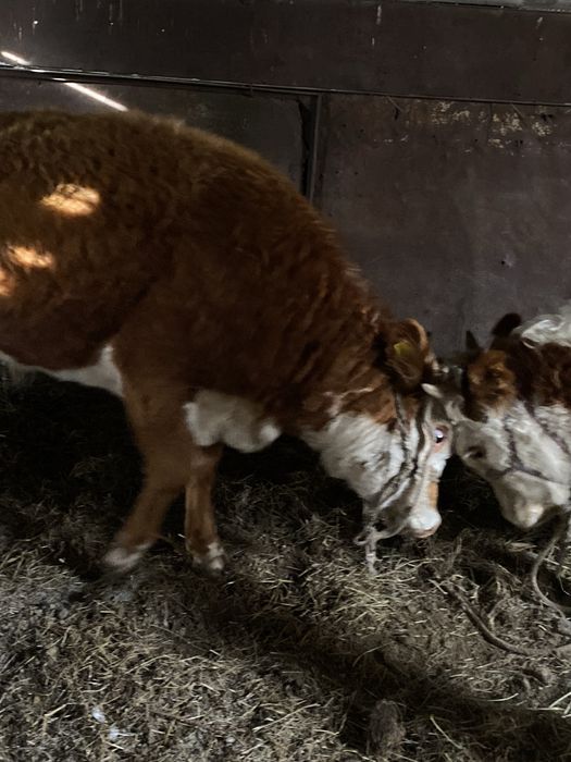 14 бас 1 жасар потсос бұқалар сатылады