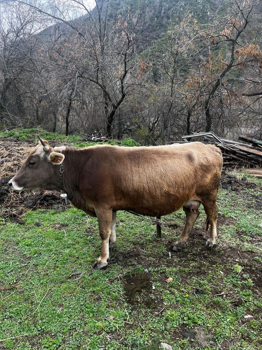 Продам молочный корову