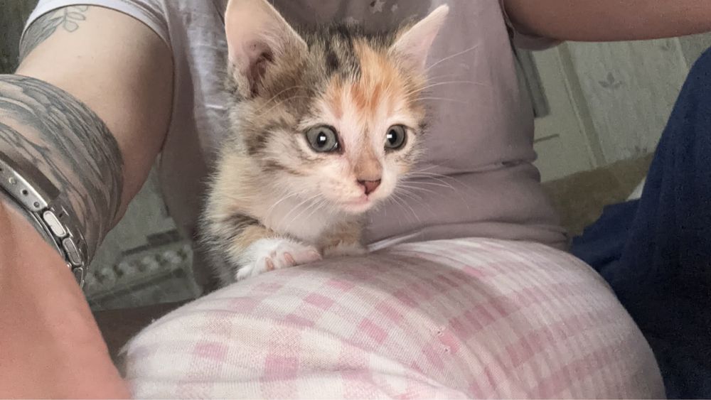 Отдам маленького котенка