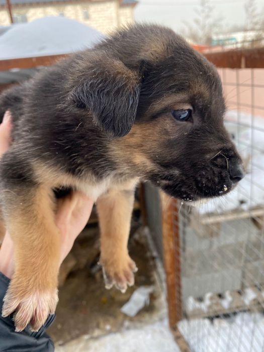 Отдам щенков в добрые руки