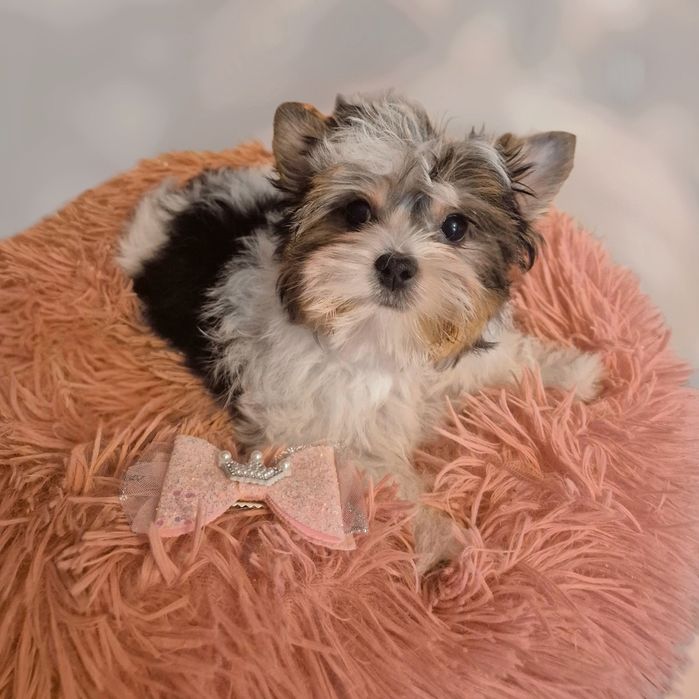 Biewer yorkshire terrier femela!