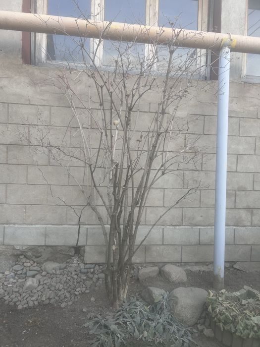 Хвойные и кустарники из грунта