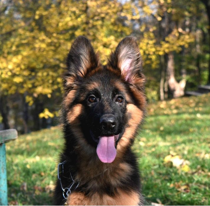 Немска овчарка с родословие