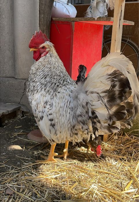 Петух породы Легбар