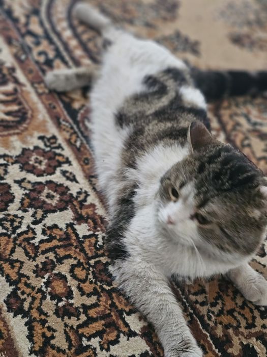 Отдадим в хорощие руки