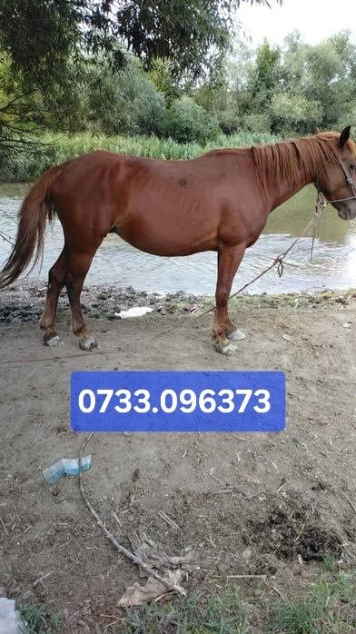 Vând cai de rasă bună