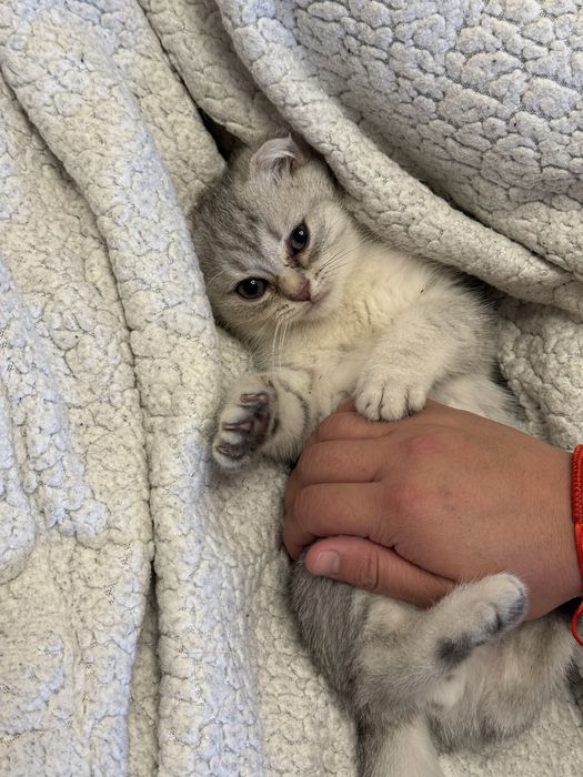 Котята(1 мальчик, 2 девочки)