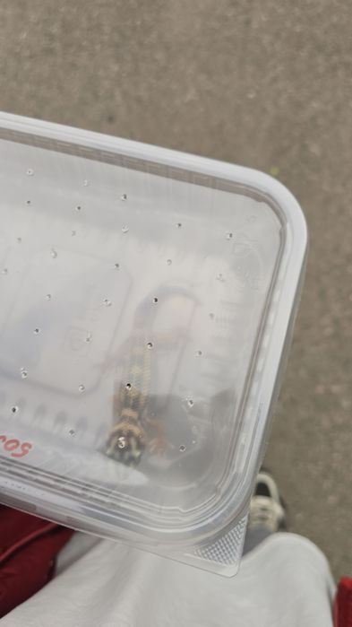 продам сцинкового геккона