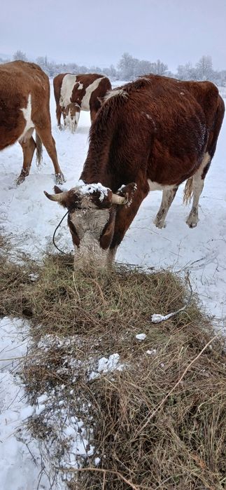 Vand vaci cu vitei langa ele