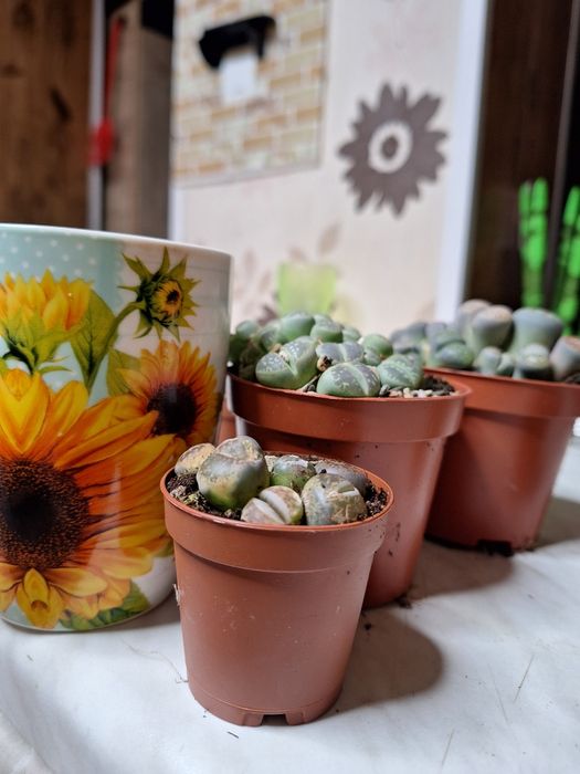 Floare lithops - piatră vie