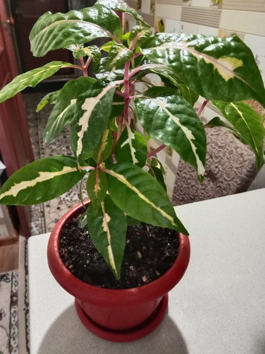 Граптофиллум расписной