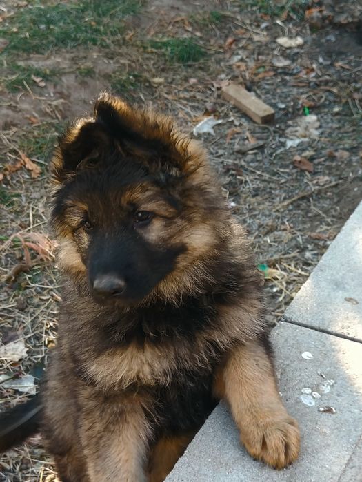 Немецкая овчарка.