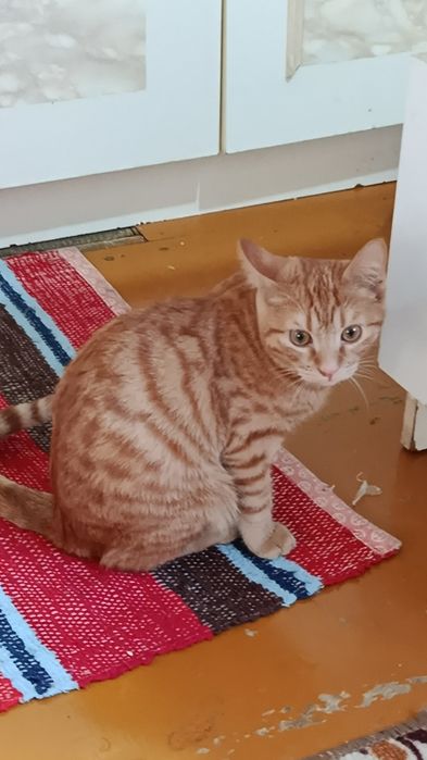 Отдам/продам котика в свой дом