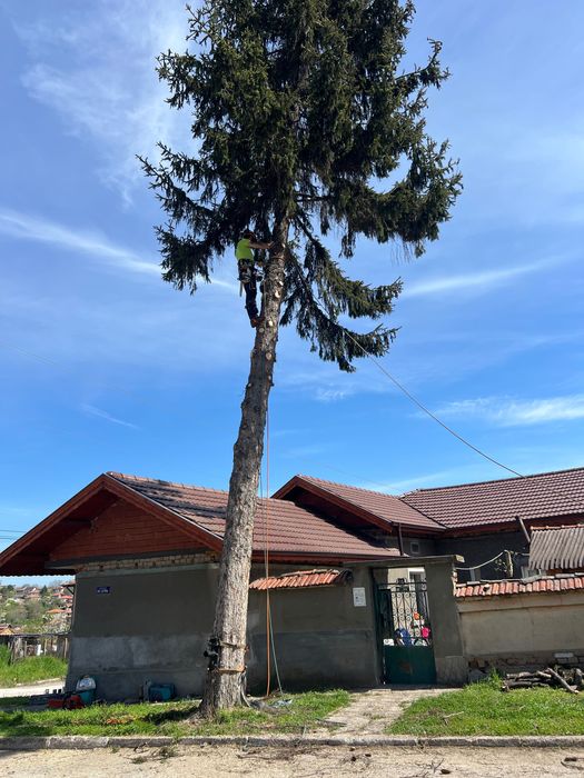 Професионално Рязане на Опасни Дървета!