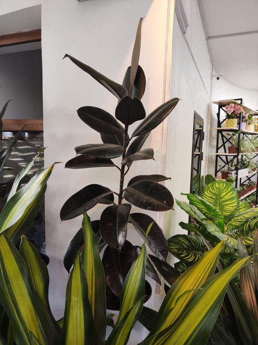 Tuvakli daraxtlar sotiladi optom narxlarda