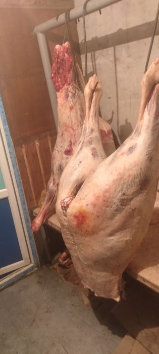 Мясо тай, байтал