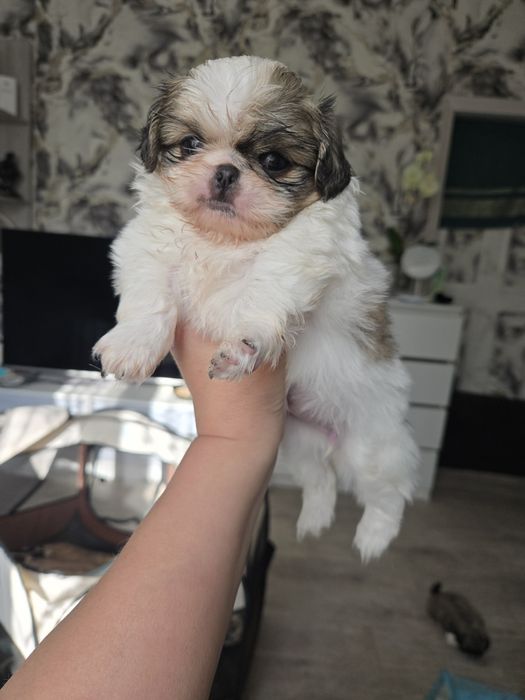 Продам щенков пекинеса