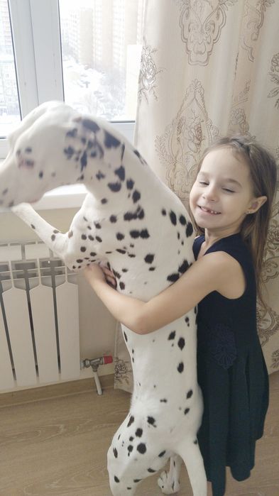 Срочно отдам Долматинца