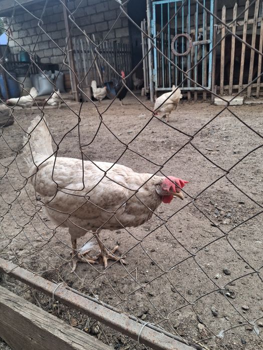 Продам несушек белые