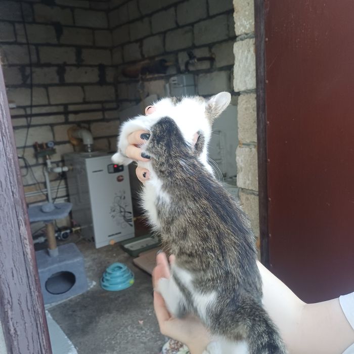 Отдам в добрые руки котёнка, мальчик.