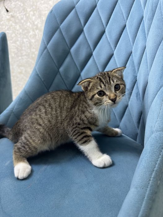 Продаю Котята Шиншиллы!