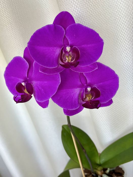 Фаленопсисы адаптированные взрослые