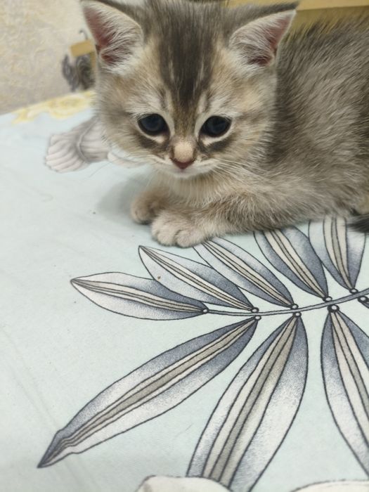 Продаётся котёнок шотландский  Scottish Straight  мальчик